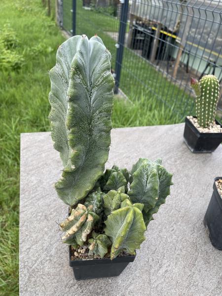 Myrtillocactus geometrizans